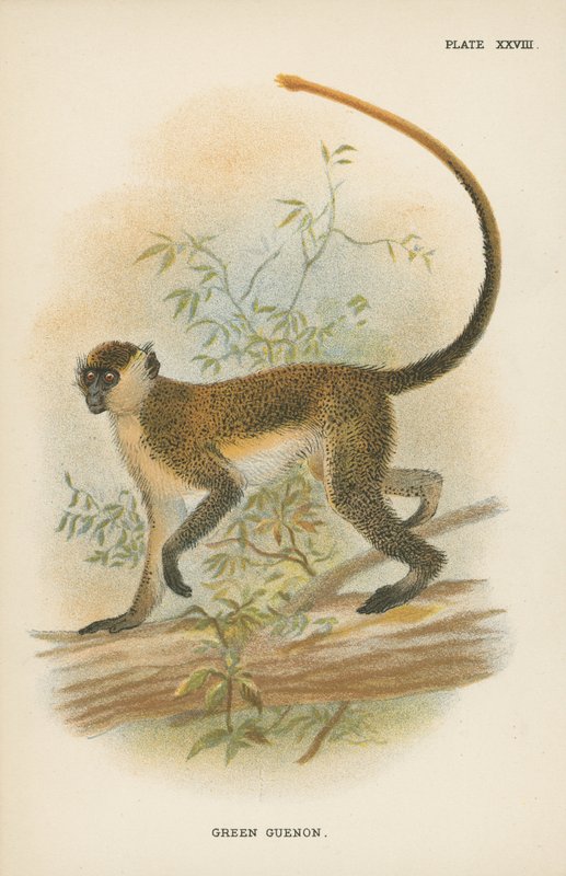 Zöld Guenon alkotó: English School