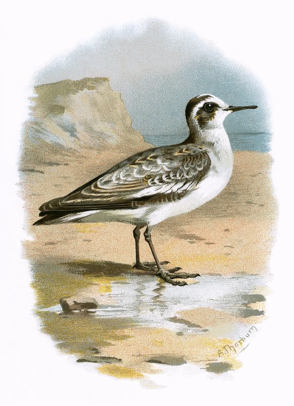 Szürke Phalarope alkotó: English School