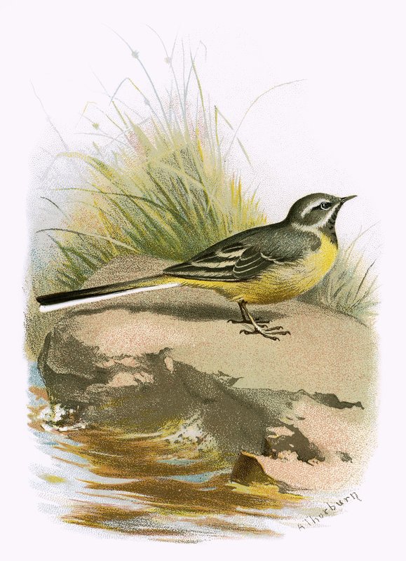 Szürke wagtail alkotó: English School