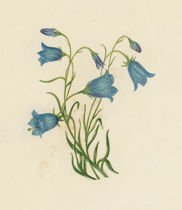 Harebell, Campanula Rotundifolia (színes tagok) alkotó: English School