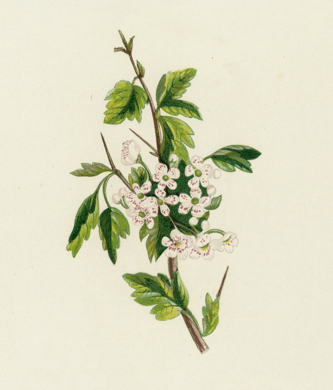 galagonya, Crataegus Oxyacantha alkotó: English School