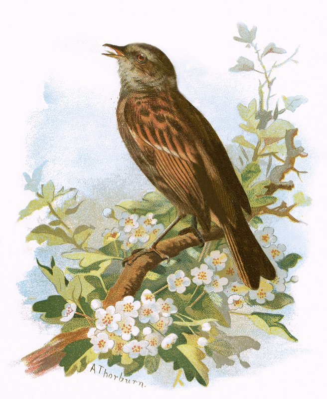 Hedge Sparrow alkotó: English School