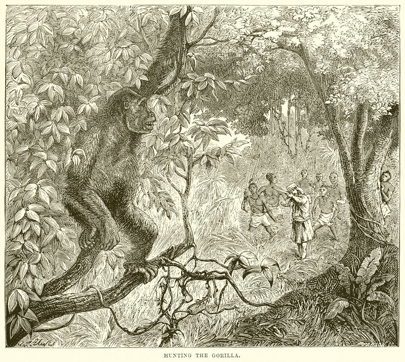 Vadászat a gorillára alkotó: English School