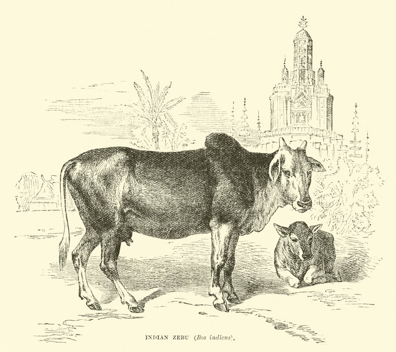 Indiai Zebu, Bos indicus alkotó: English School