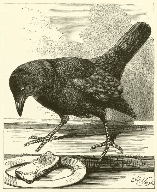 Jackdaw (metszet) alkotó: English School