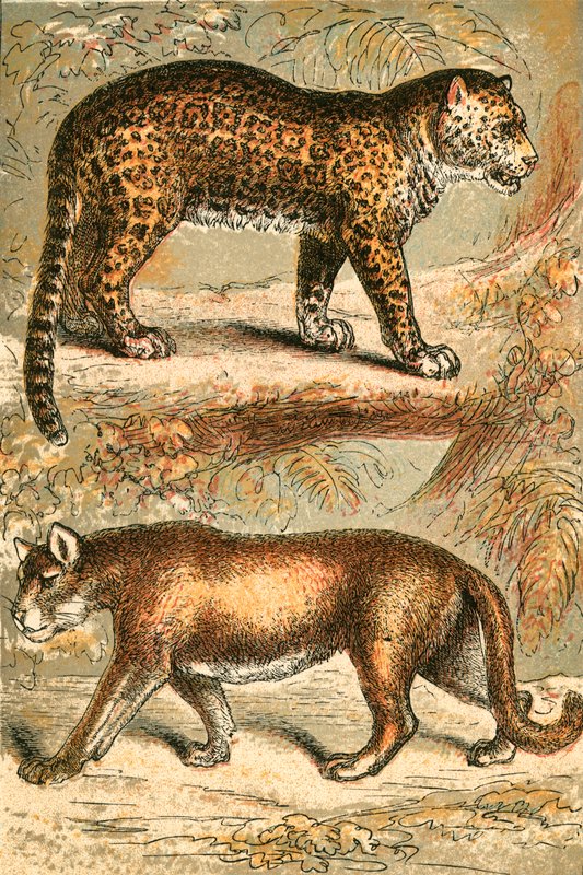 Jaguár és Puma alkotó: English School