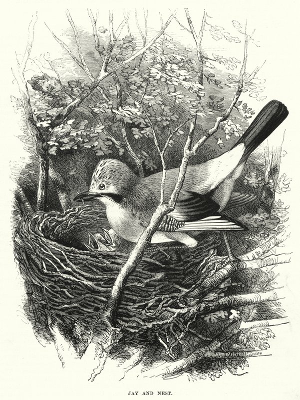 Jay és Nest (metszet) alkotó: English School