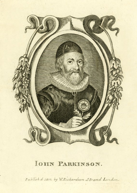 John Parkinson alkotó: English School