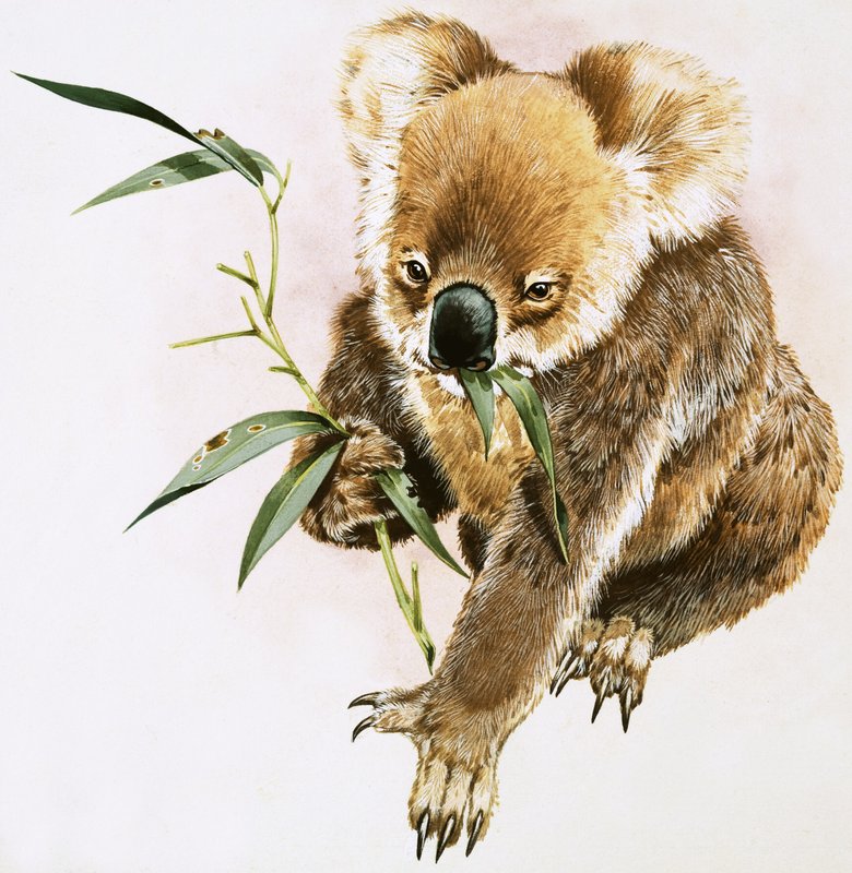 Koala alkotó: English School