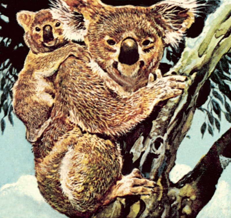 Koala medve alkotó: English School