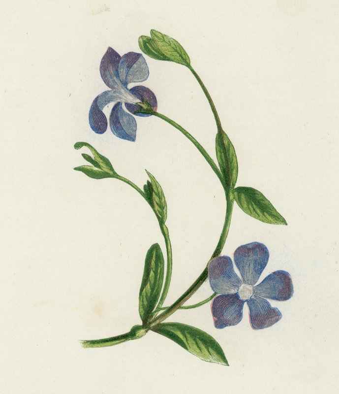 Kis sziklák, Vinca Minor (színes litó) alkotó: English School