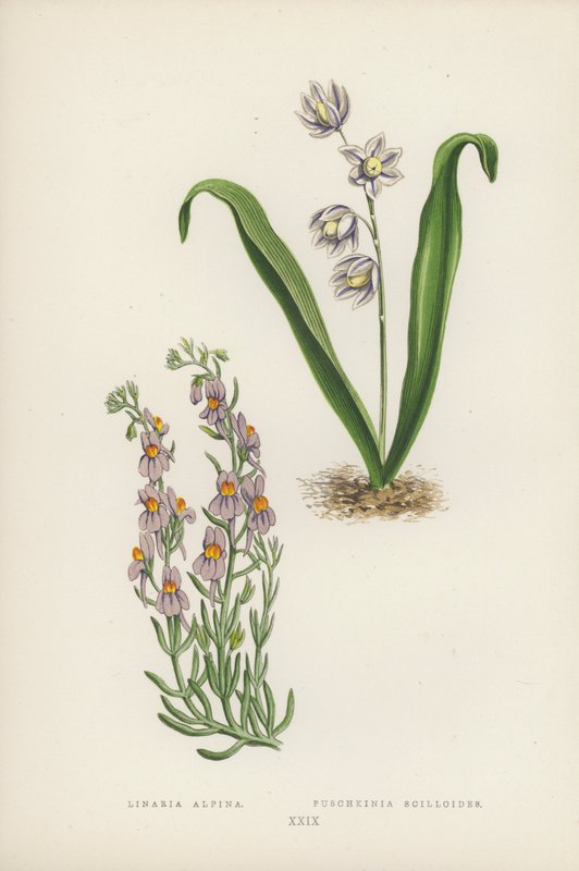Linaria Alpina; Puschkinia Scilloides (színes litho) alkotó: English School