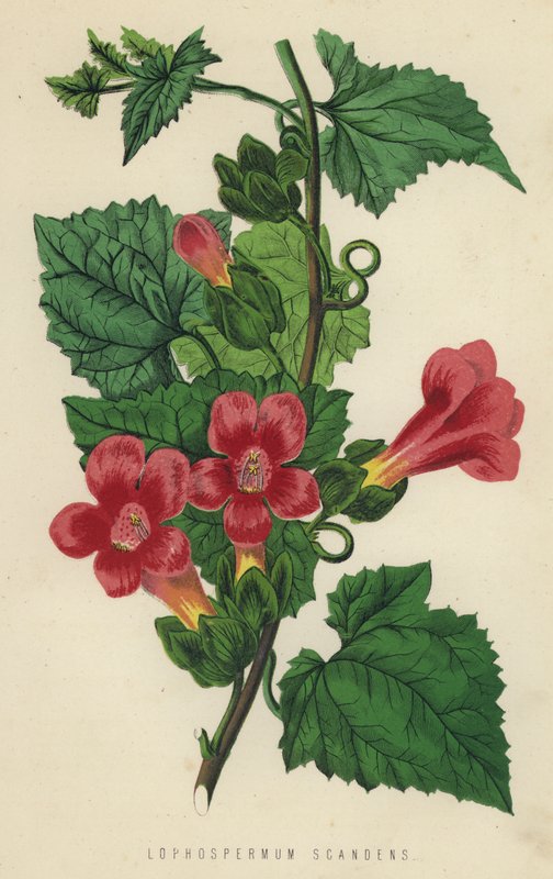 Lophospermum Scandens (kromolit) alkotó: English School