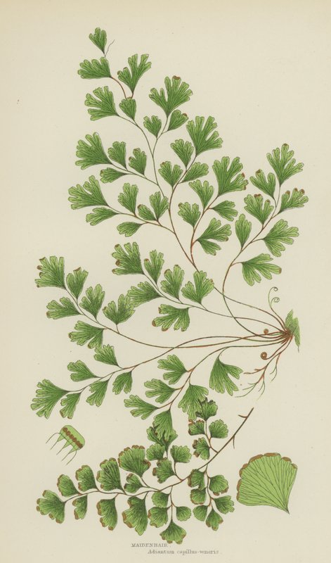 Maidenhair (színes litográfia) alkotó: English School
