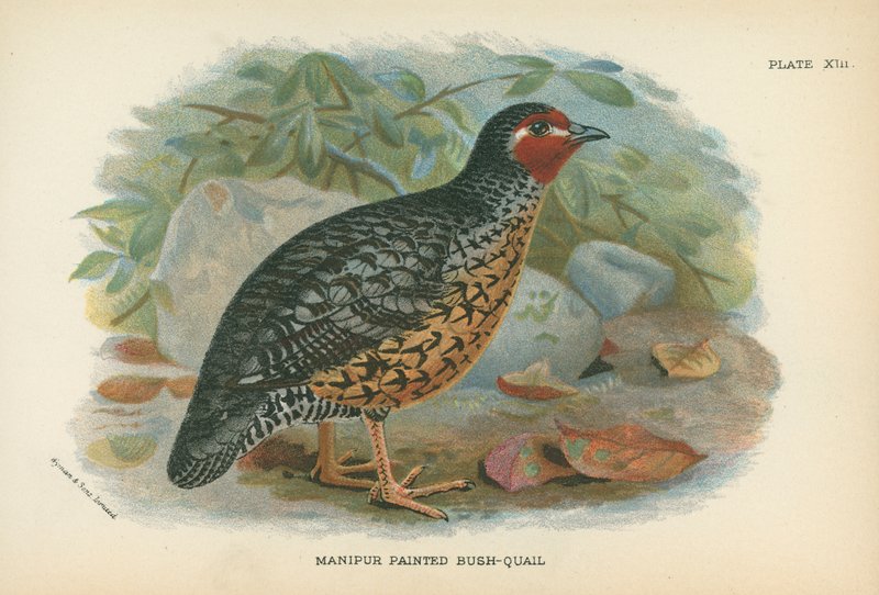 Manipur Painted Bush-Quail alkotó: English School