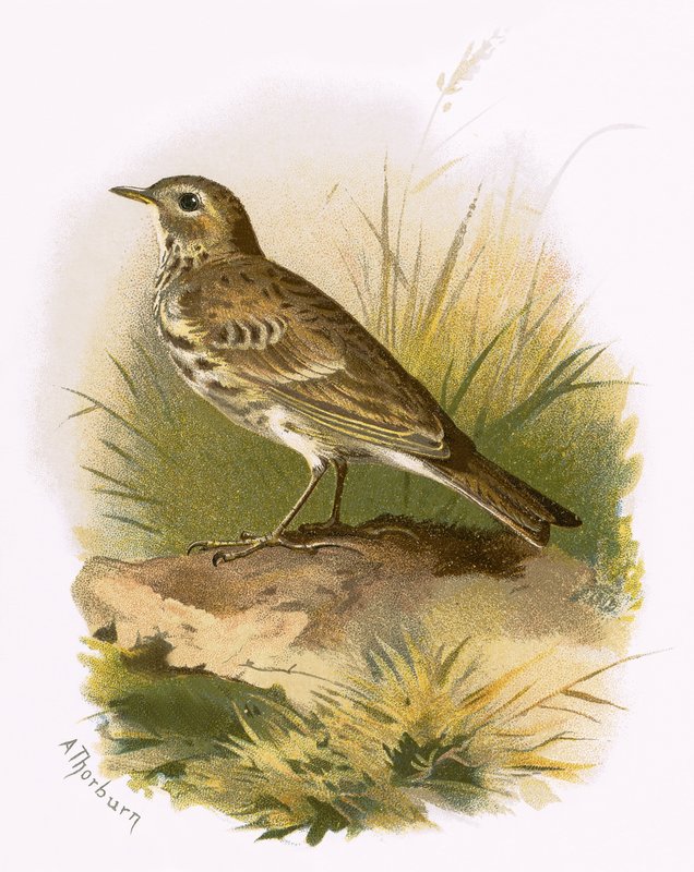 Réti Pipit alkotó: English School