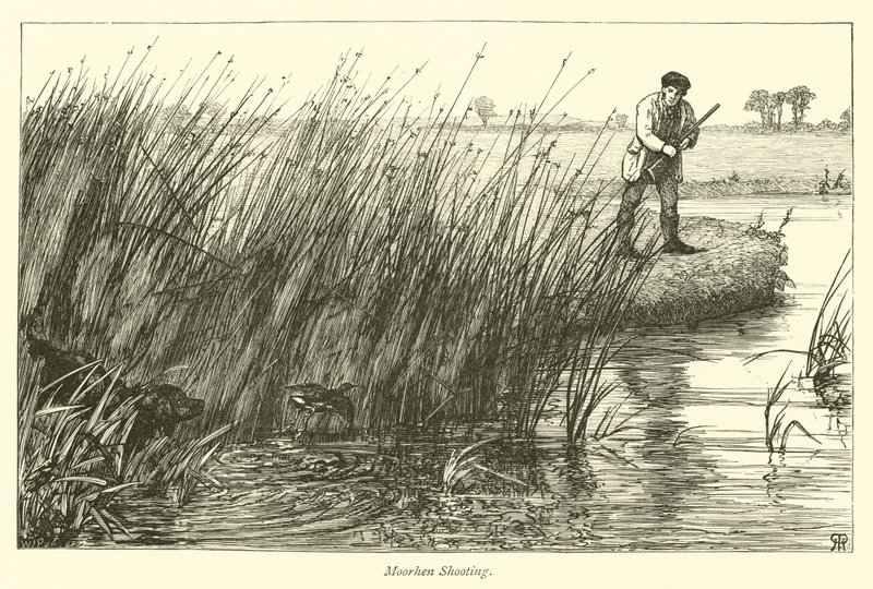 Moorhen lövöldözés alkotó: English School