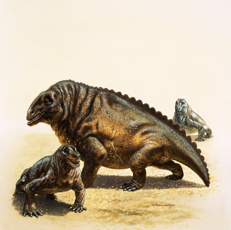 Moschops alkotó: English School