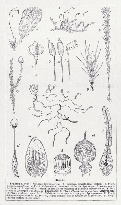 Mohák (litho) alkotó: English School