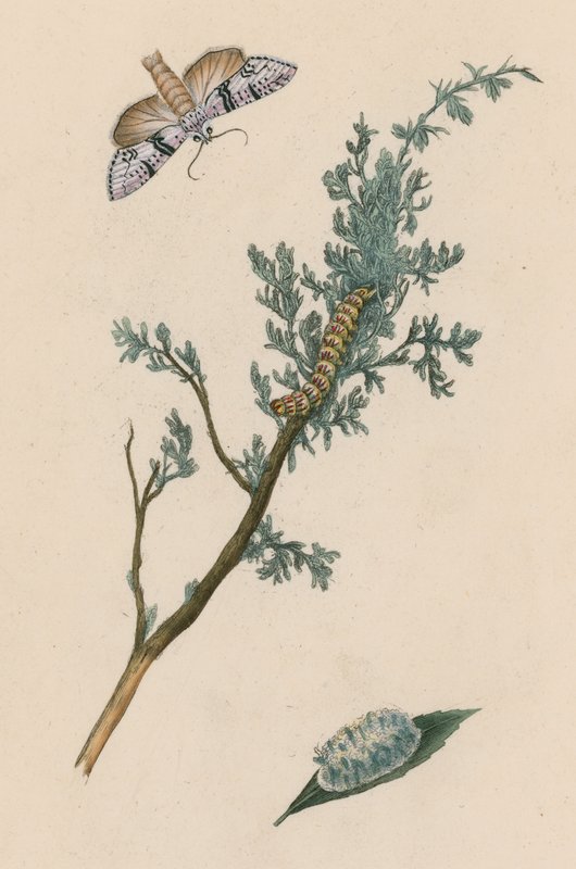 Lepke, hernyó és chrysalis alkotó: English School