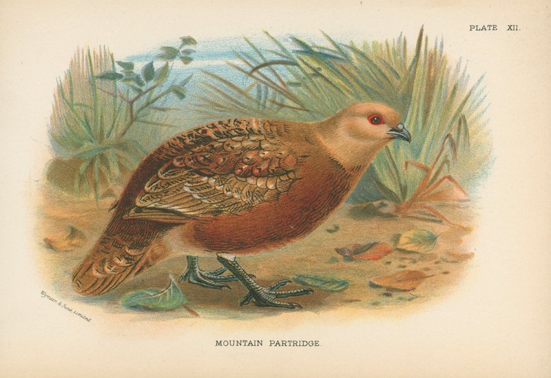 Hegyi Partridge alkotó: English School
