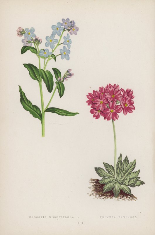 Myosotis Dissitiflora; Primula Farinosa (színes litho) alkotó: English School