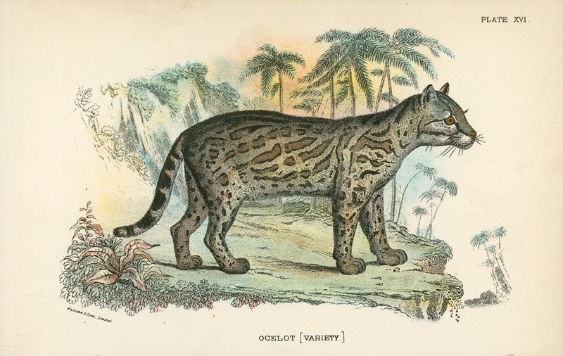 Ocelot [Variety] alkotó: English School