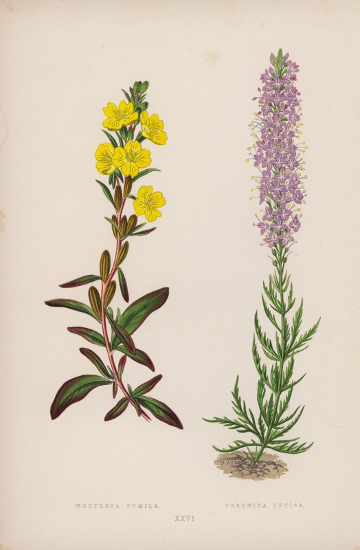 Oenothera Pumila; Veronica Incisa (színes litho) alkotó: English School
