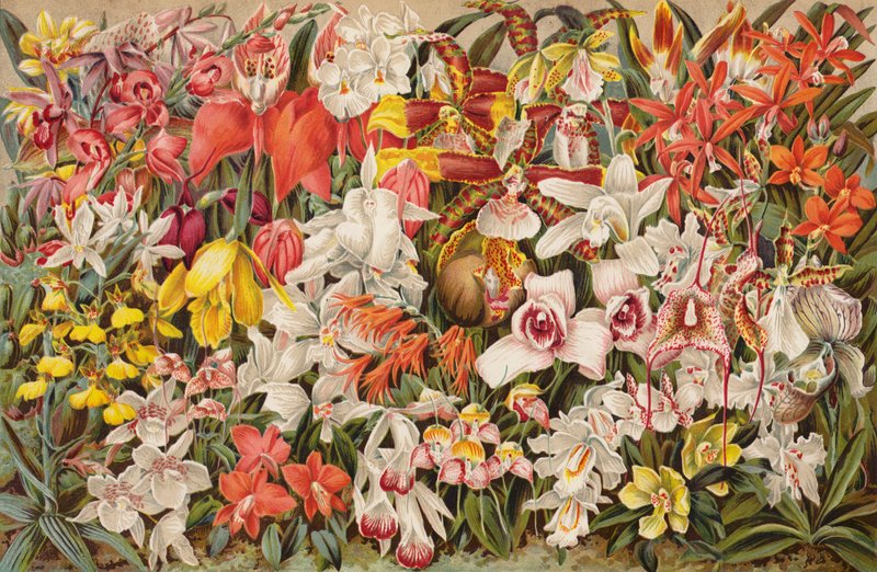Orchidea ház (chromolitho) alkotó: English School