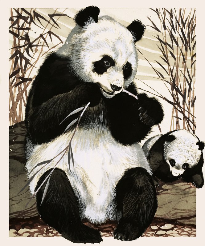Panda és kölyök alkotó: English School