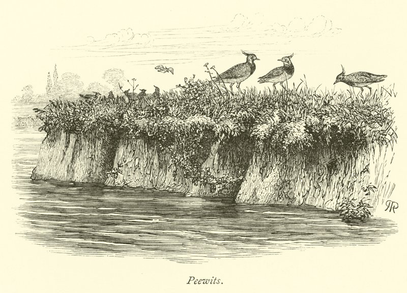 Peewits alkotó: English School