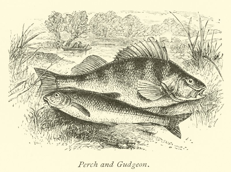 Sügér és Gudgeon alkotó: English School