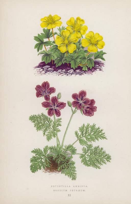 Potenciálisan kétértelmű; Erodium Petraeus (színes litho) alkotó: English School