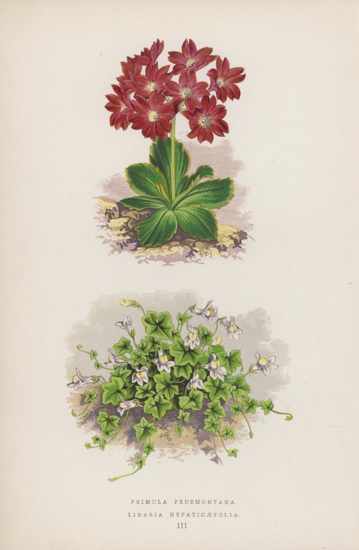 Primula Pedemontana; Linaria Hepaticaefolia (színes litho) alkotó: English School