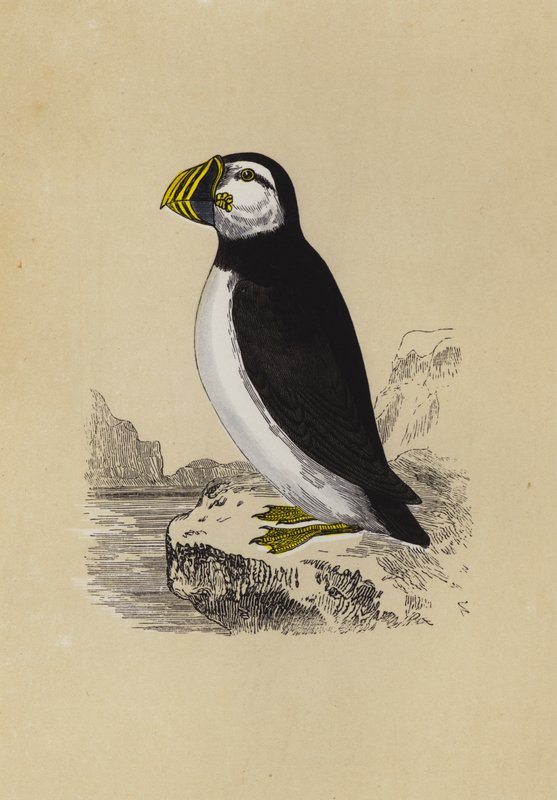 Puffin (színes litográfia) alkotó: English School