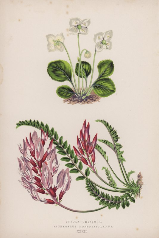 Pyrola Uniflora; Astragalus Monspessulanus (színes litó) alkotó: English School