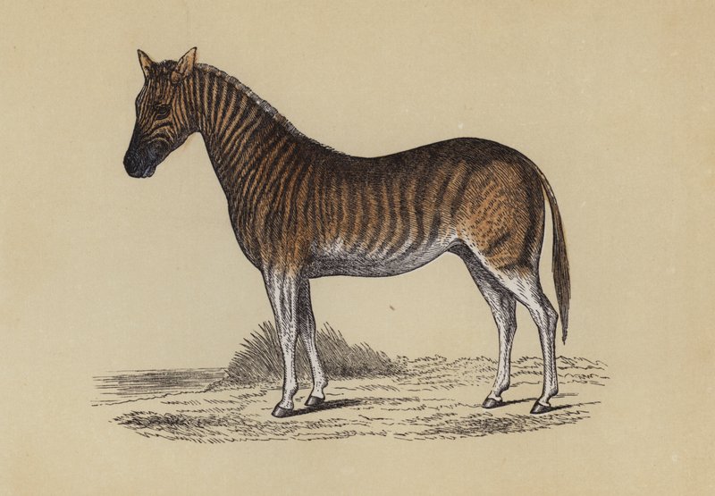 Quagga (színes litó) alkotó: English School