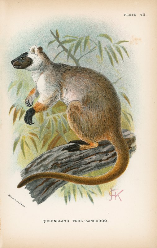 Queensland Tree-Kenguru alkotó: English School