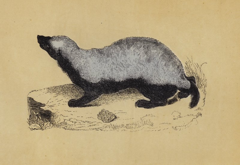 Ratel (színes litográfia) alkotó: English School