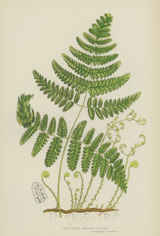 Merev háromágú polipodia (színes litho) alkotó: English School