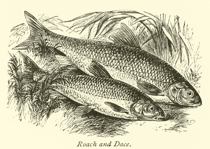 Roach és Dace alkotó: English School