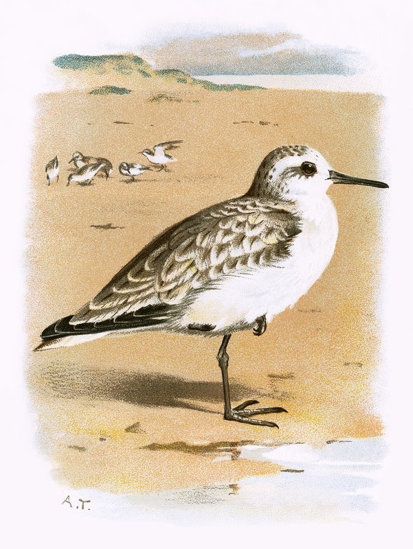 Sanderling alkotó: English School
