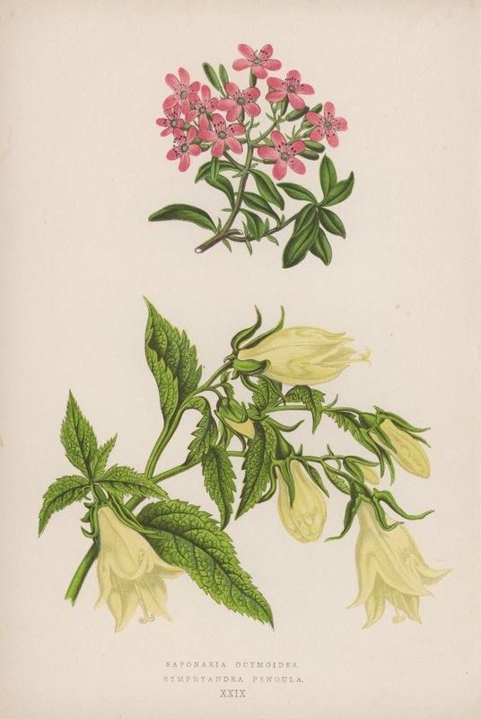 Saponaria Ocymoides; Symphyandra Pendula (színes litó) alkotó: English School