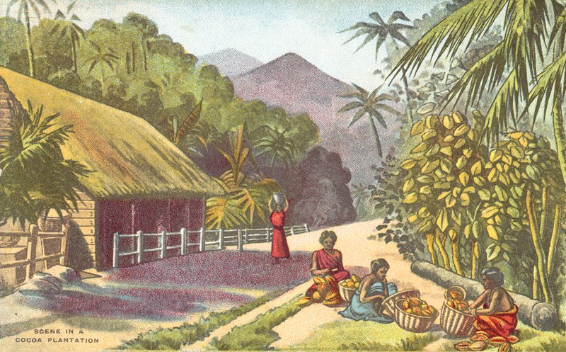 Jelenet egy kakaóültetvényben (színes litho) alkotó: English School