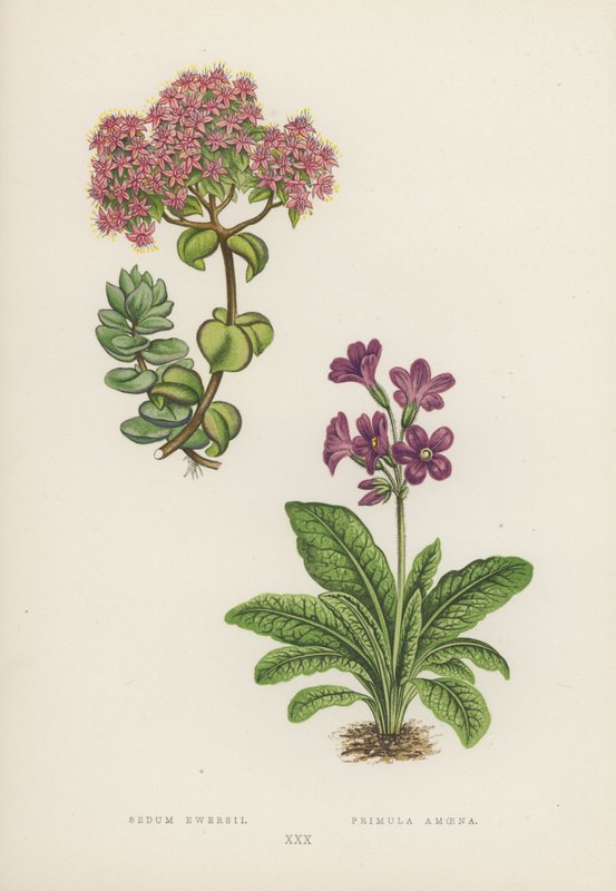 Sedum Ewersii; Primula Amoena (színes litó) alkotó: English School