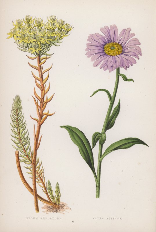 Reflex ülés; alpesi őszirózsa (színes litho) alkotó: English School