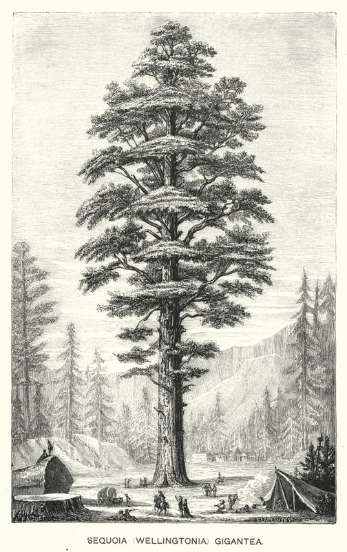 Sequoia (Wellingtonia) Gigantea (metszet) alkotó: English School