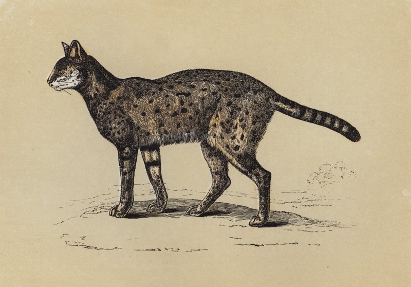 Serval (színes litográfia) alkotó: English School