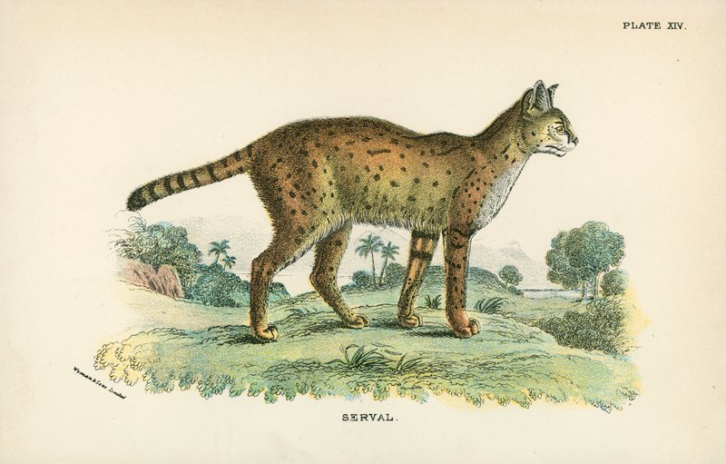 Serval alkotó: English School