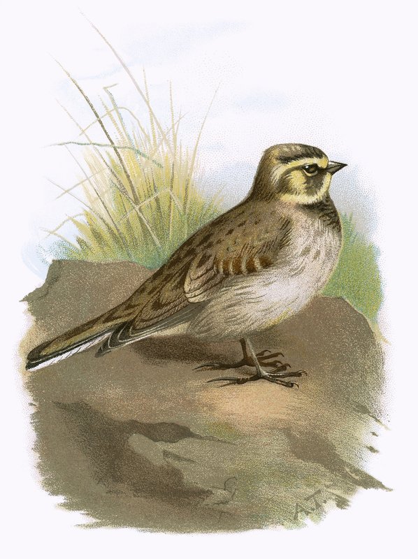 Shore Lark alkotó: English School